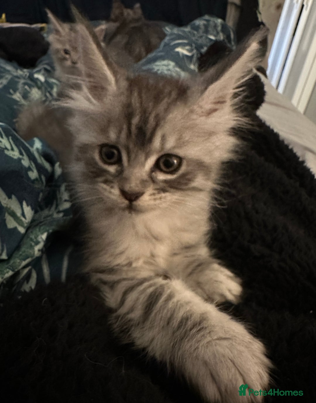 Maine Coon cats for sale: Purebred Maine Coon Stunning Kittens - Advert 2