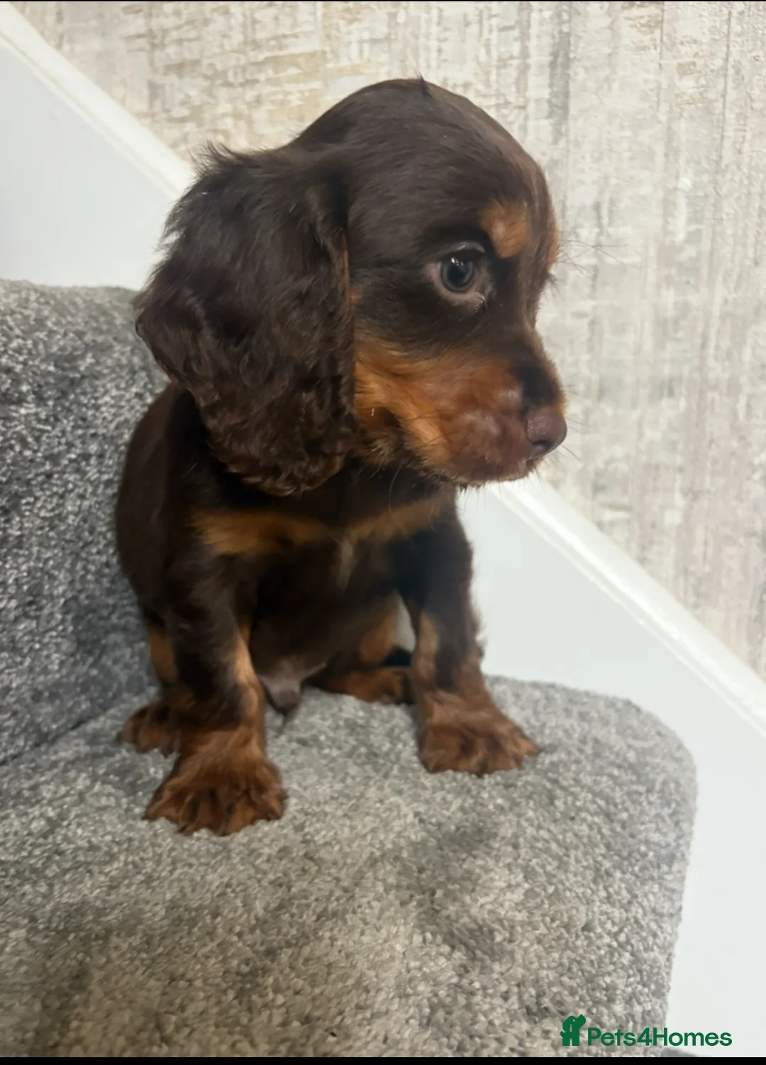 Cocker Spaniel dogs for sale: Cocker spaniel puppies  - Advert 2