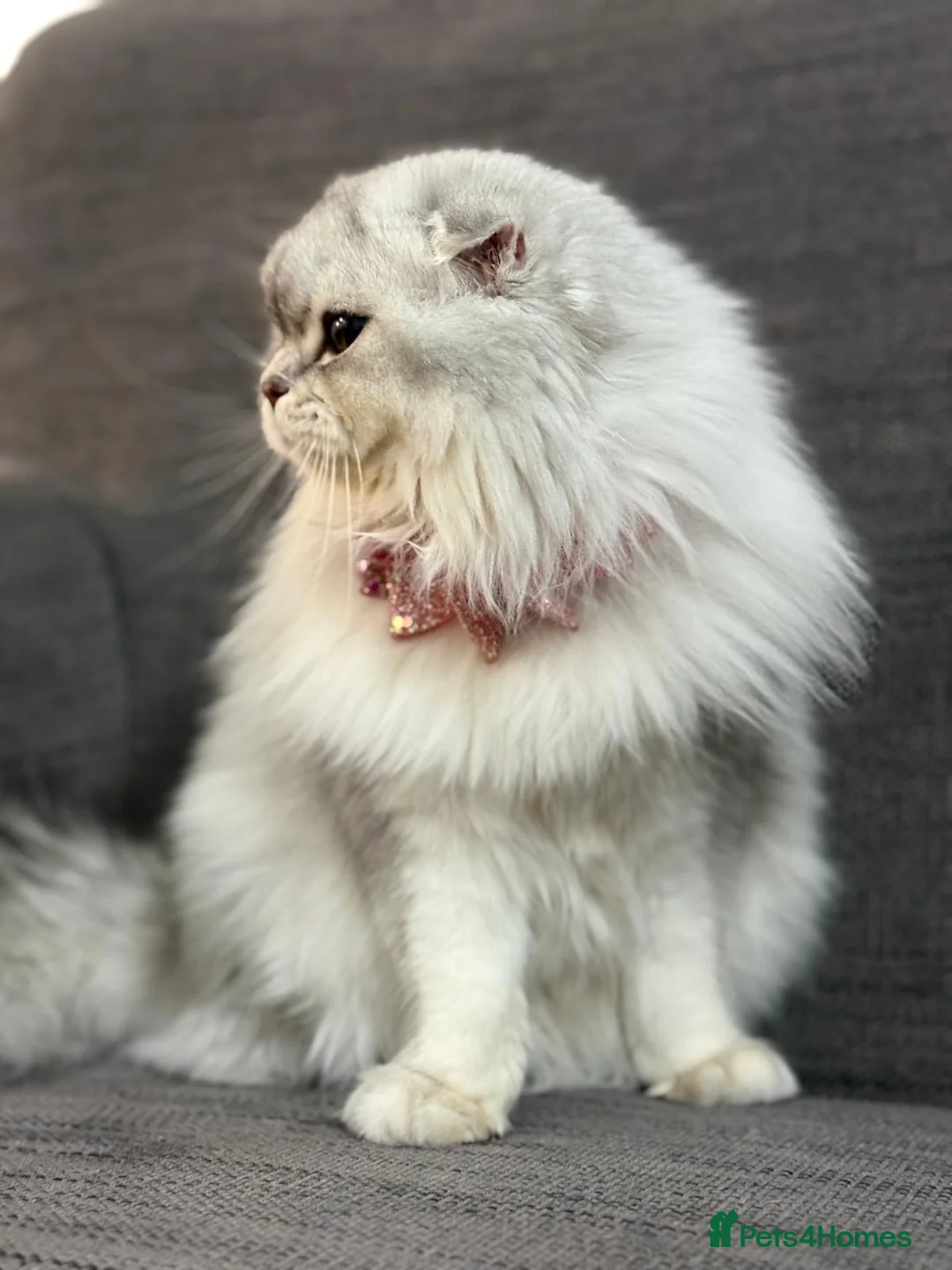 Scottish Fold cats for sale: Scottish fold girl 12month old in Enfield - Advert 10