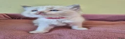 Ragdoll cats for sale: Ragdoll kittens GCCF regsitered - Advert 7