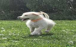Mixed Breed dogs for sale: F1 Shepadoodle Puppies in Boston - Image 4
