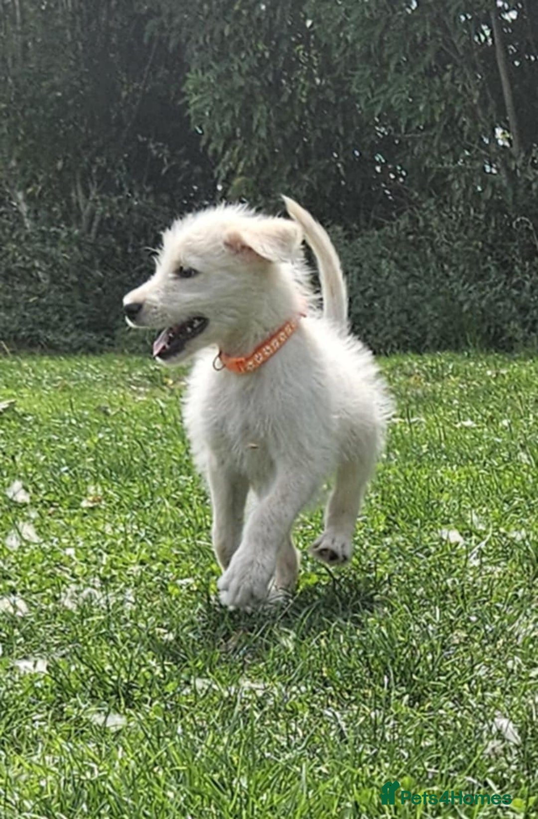 Mixed Breed dogs for sale: F1 Shepadoodle Puppies in Boston - Image 4