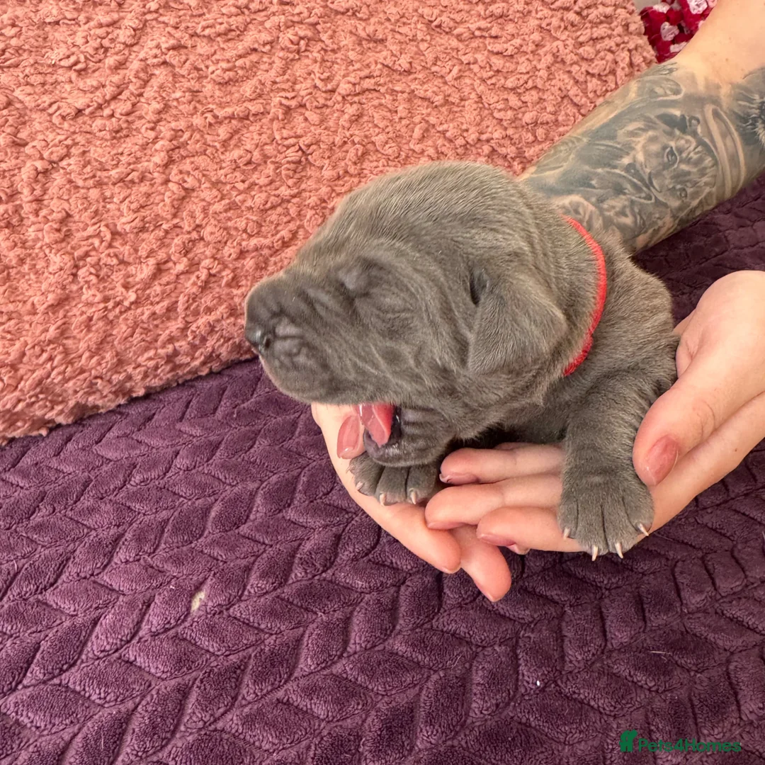 Great Dane dogs for sale: Ready for new home now!! - Advert 39