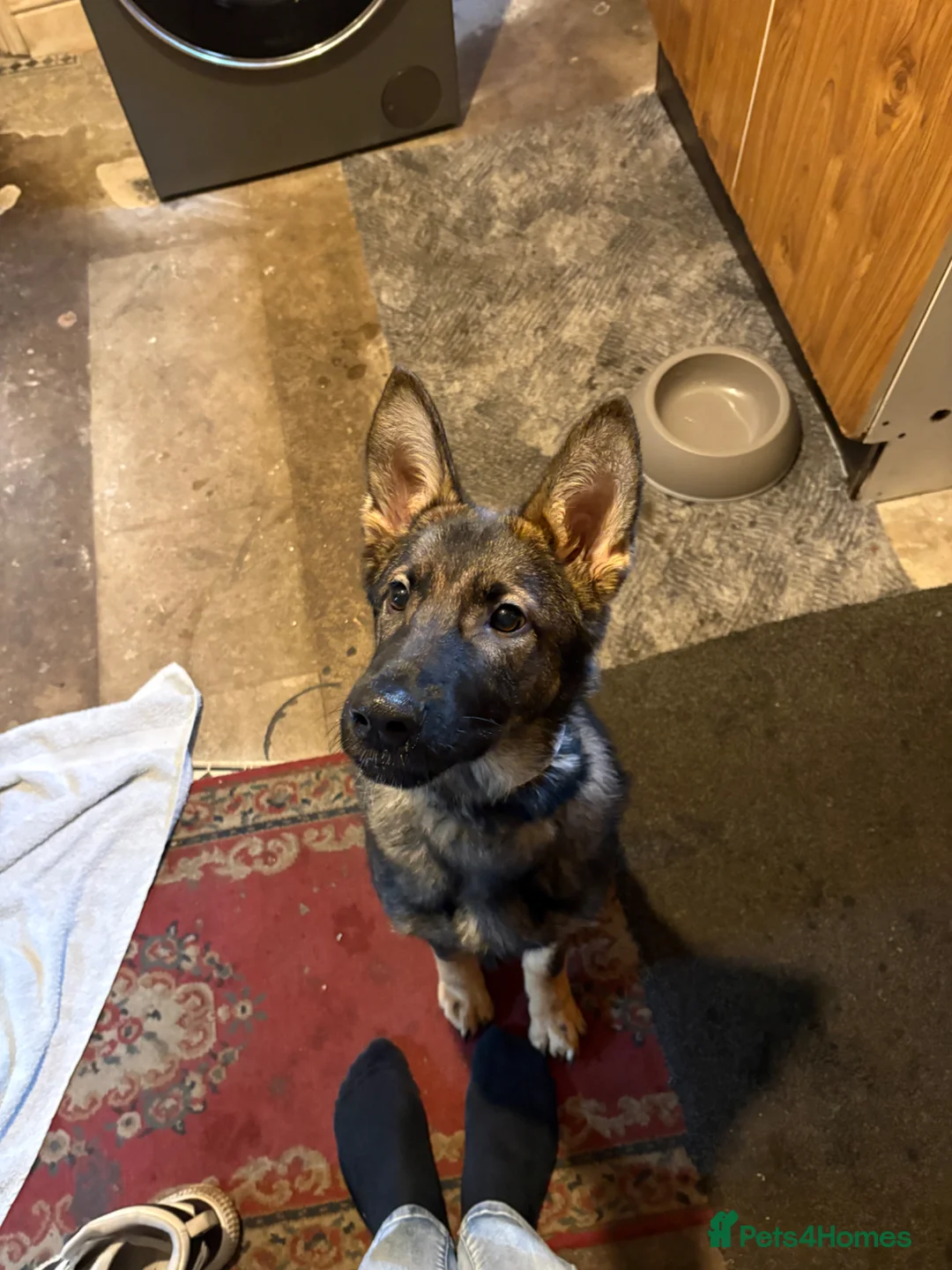 German Shepherd dogs for sale: 8 months old tia  in Gainsborough - Advert 4