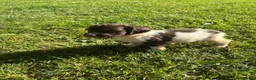 English Springer Spaniel dogs for sale: Springer Spaniel Puppies  - Advert 5