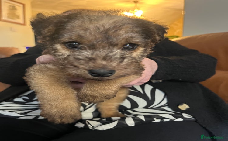 Lakeland Terrier dogs - Advert 1