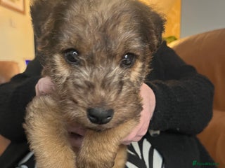 Lakeland Terrier dogs - Advert 2