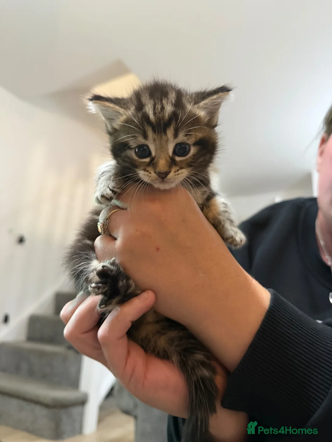 Maine Coon cats for sale: Mainecoon X BSH - Advert 2