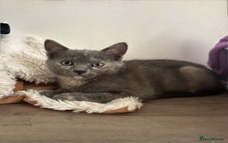 Ragdoll cats for sale: 6 beautiful well loved kittens. 2 girls remaining - Image 1