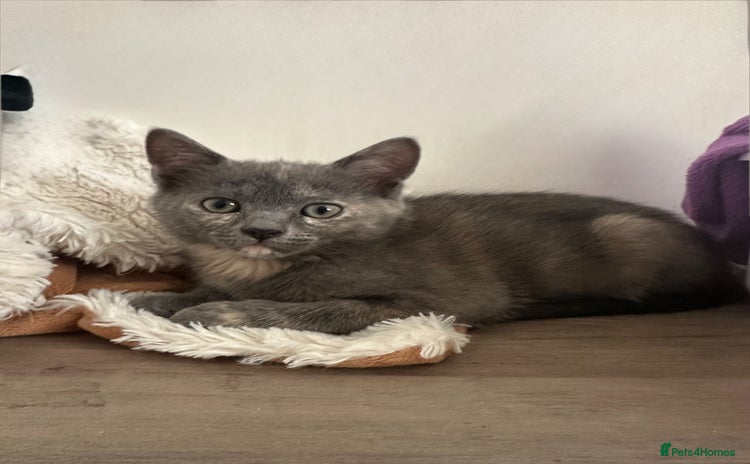 Ragdoll cats - Advert 3
