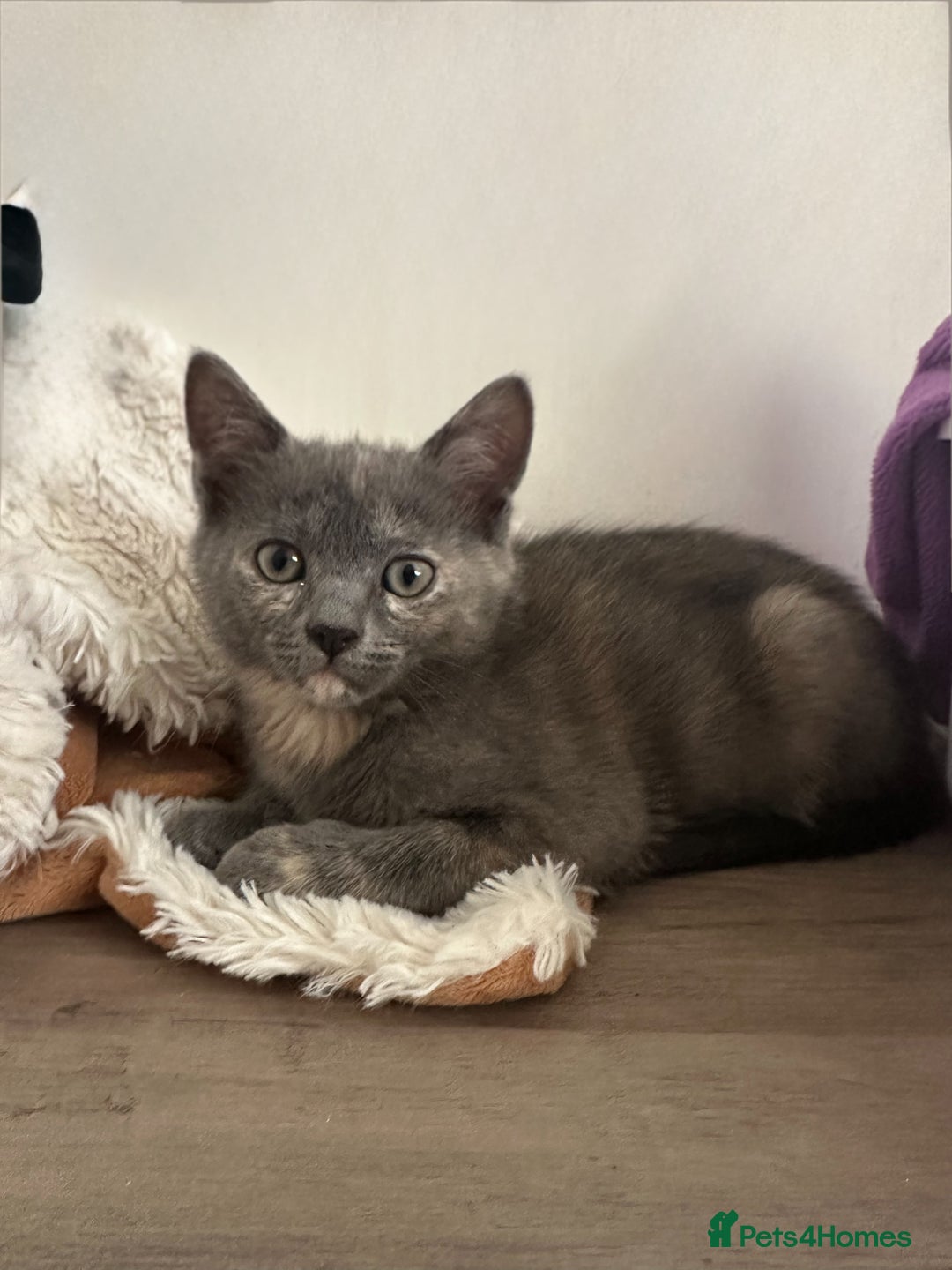 Ragdoll cats for sale: 6 beautiful well loved kittens. 2 girls remaining - Image 1