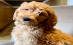 Goldendoodle dogs for sale: F1b Goldendoodle **last pup available ** - Image 1