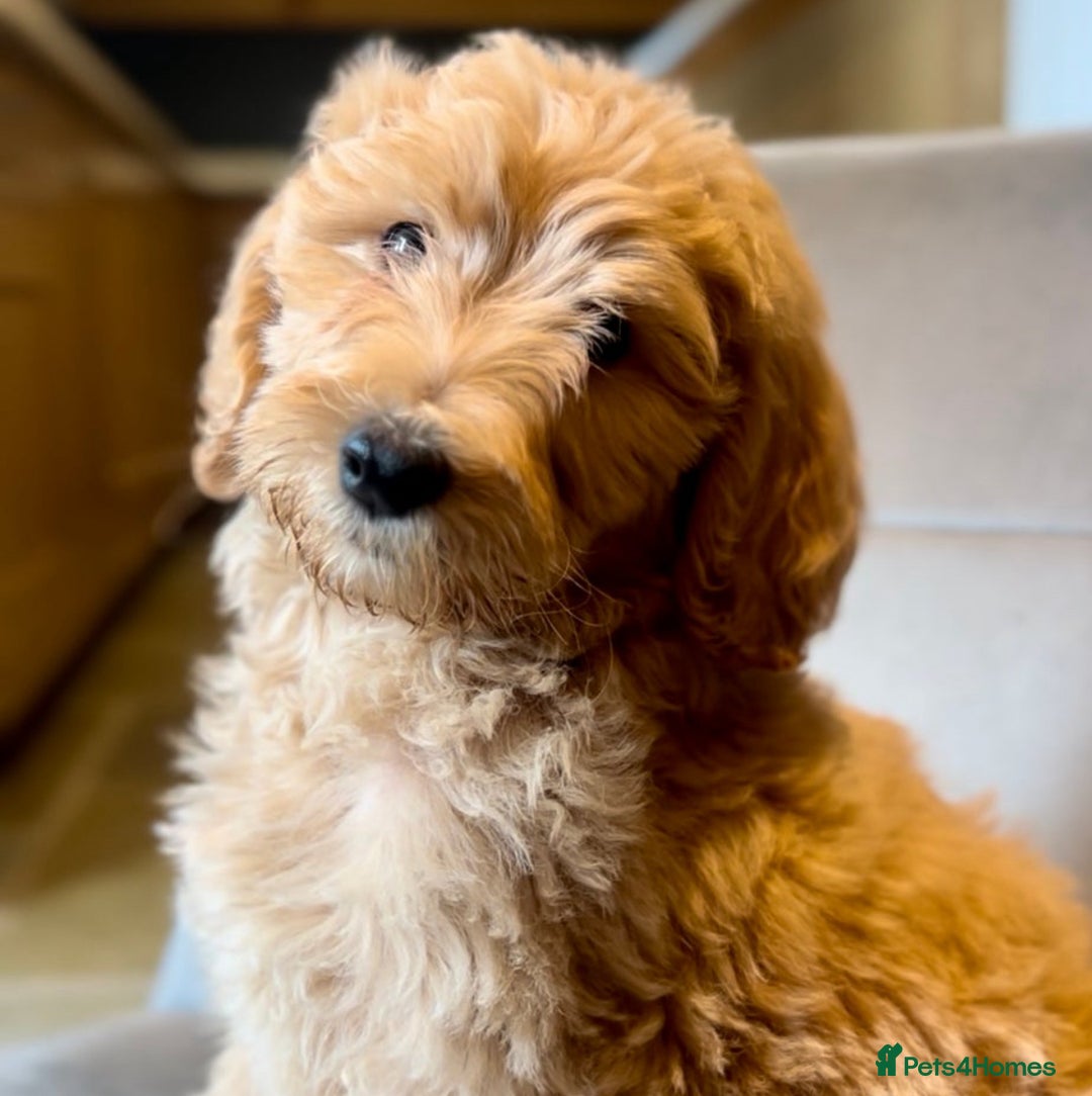 Goldendoodle dogs for sale: F1b Goldendoodle **last pup available ** - Image 1