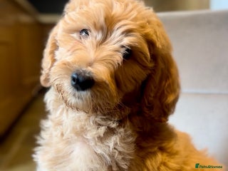 Goldendoodle dogs - Advert 6