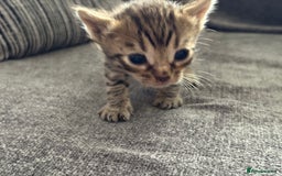 Bengal cats for sale: Russian Blue Bengal Kittens - Image 7