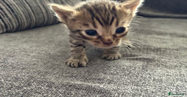 Bengal cats - Advert 1