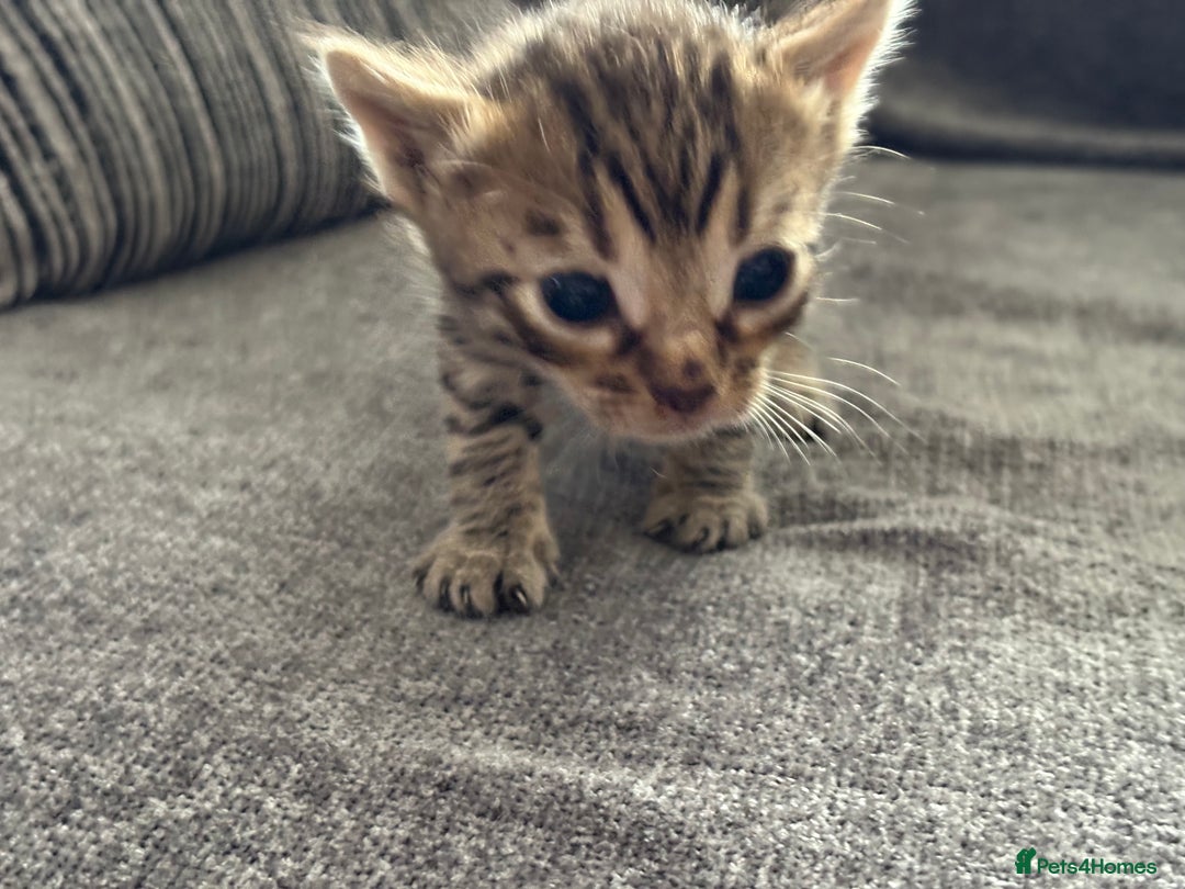 Bengal cats for sale: Russian Blue Bengal Kittens - Image 7