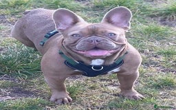 French Bulldog dogs for sale: Aiwa and Loya - Image 4