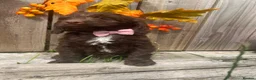 Sproodle dogs for sale: Rare Sproodle Doodle Merle Chocolate Puppies  - Advert 14