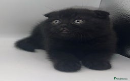 British Shorthair cats for sale: Last black boy  Teddy bear BSH - Image 1