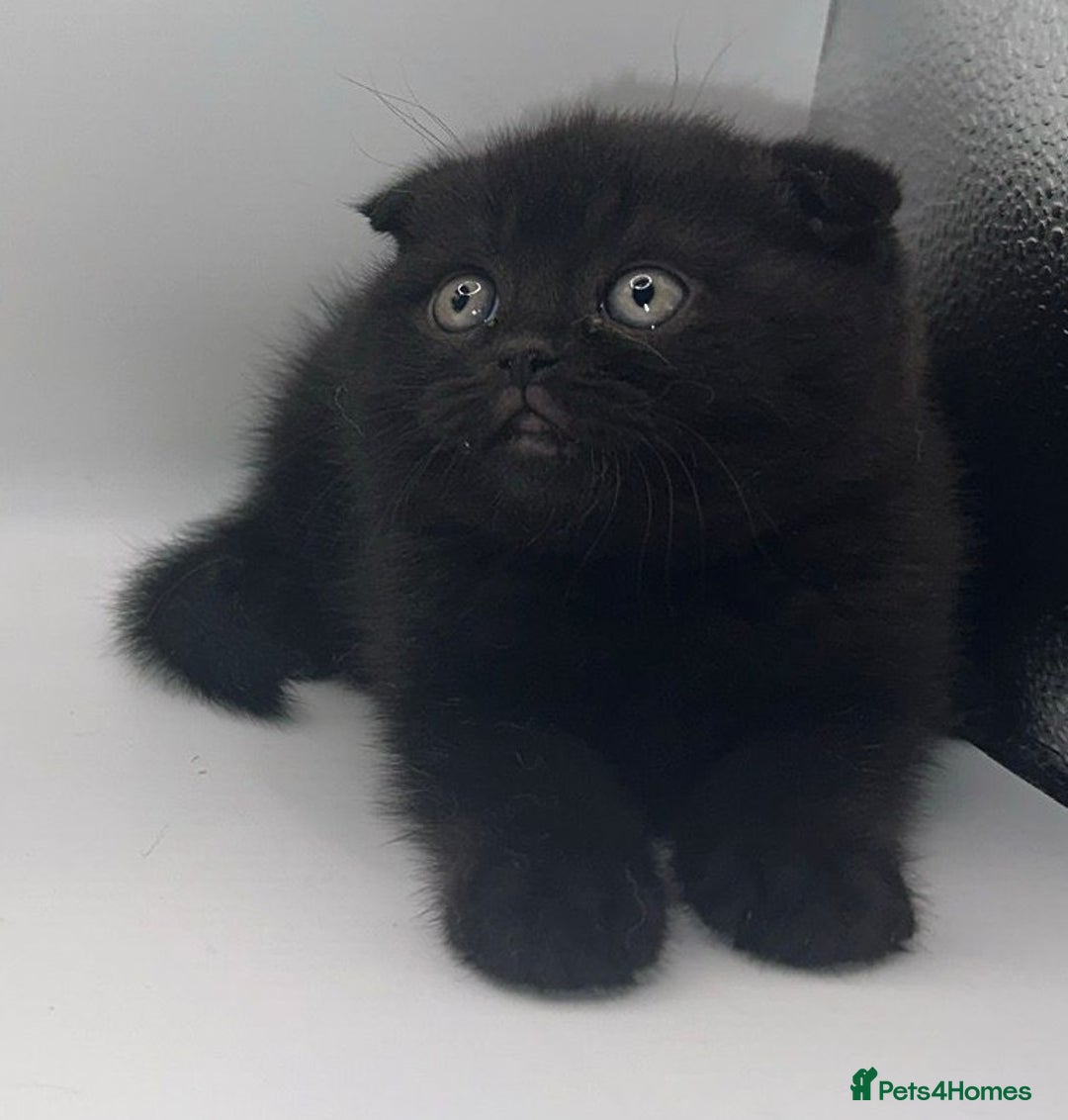 British Shorthair cats for sale: Last black boy  Teddy bear BSH - Image 1