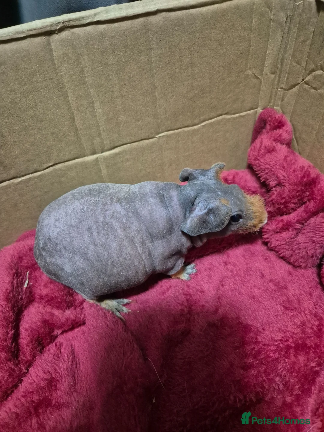 Guinea Pig rodents for sale: Pair of Baby Female Skinny Pigs For Sale  - Advert 2