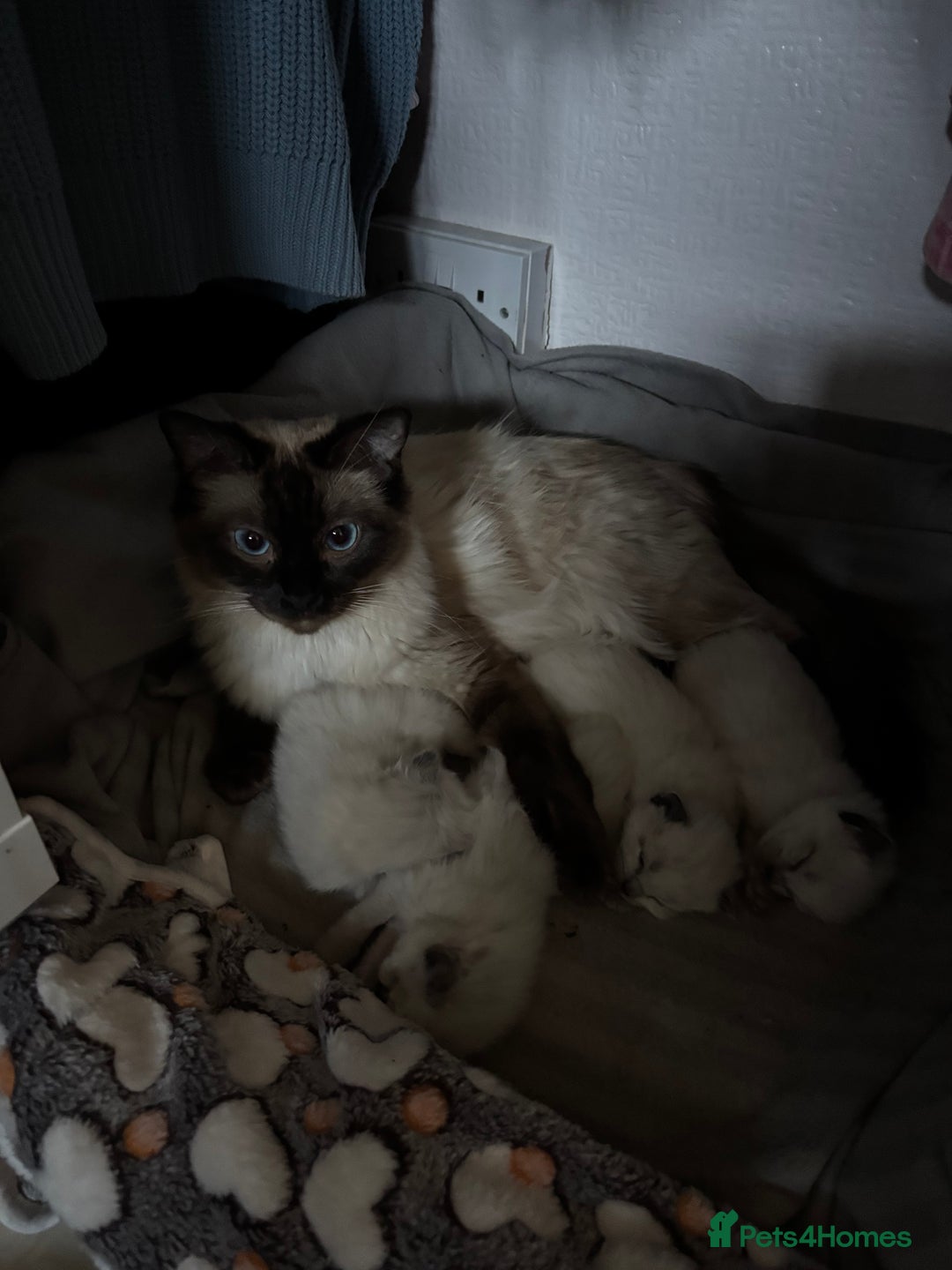 Ragdoll cats for sale: Beautiful ragdoll kittens for sale  - Advert 11