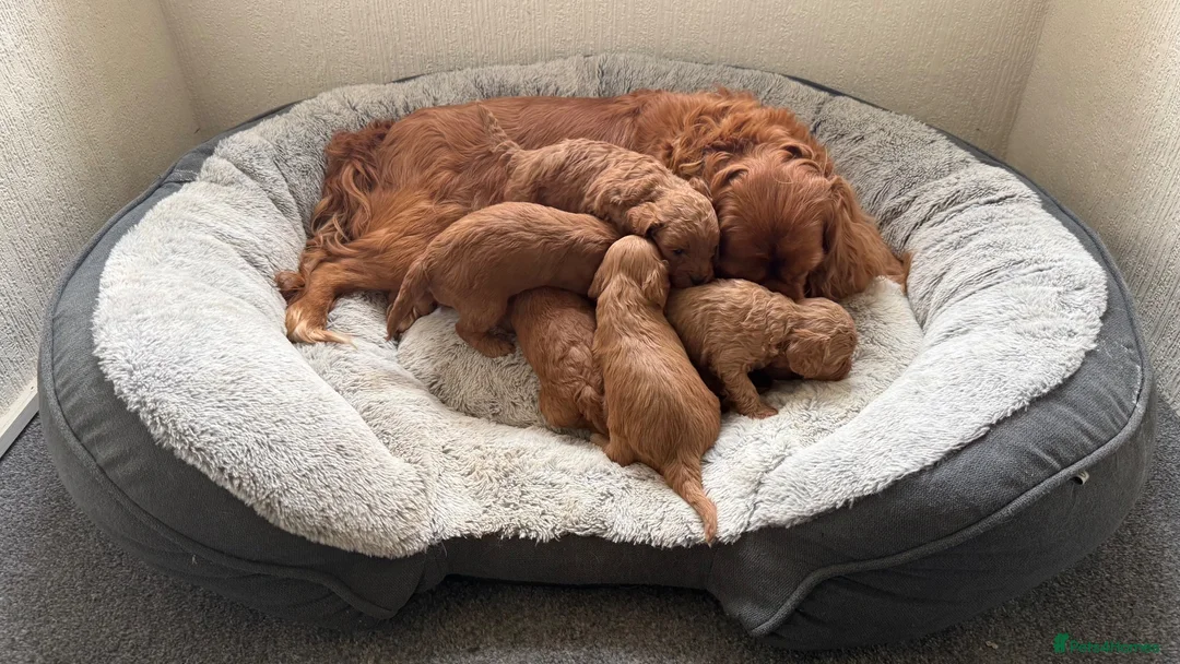 Cavapoo dogs for sale: 🐾 Exquisite F1 Cavapoo Puppies Available 🐾  - Advert 2