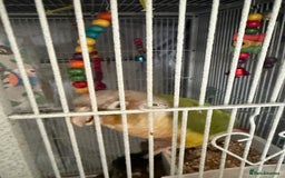 Conures birds for sale: 3 x Conures with large cage - Image 3