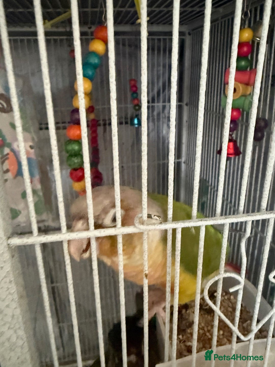 Conures birds for sale: 3 x Conures with large cage - Image 3