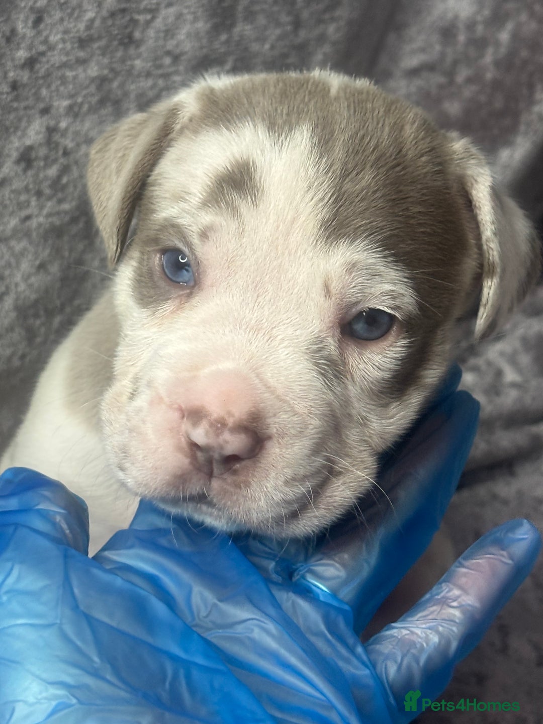 Neapolitan Mastiff dogs for sale: 💙 Neapolitan Mastiff Puppies champion bloodline💙 - Advert 2