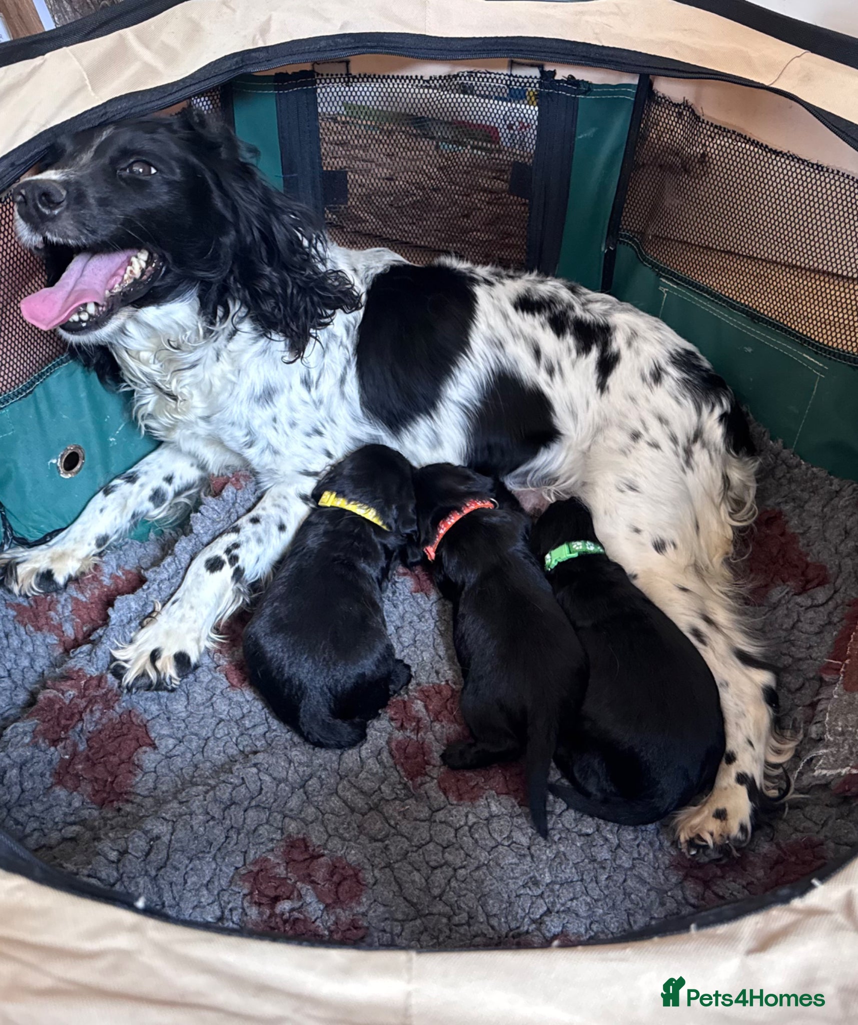 Sprocker dogs Quality health tested Sprocker puppies - Advert 4