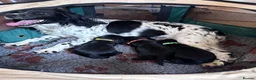 Sprocker dogs for sale: Quality health tested Sprocker puppies - Advert 1