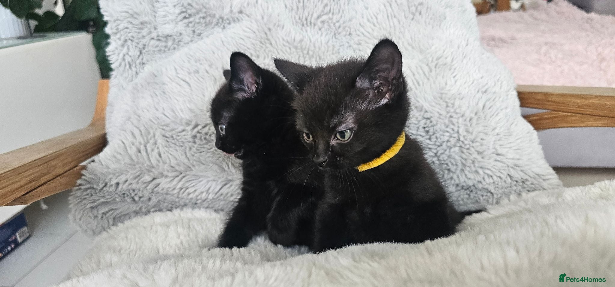 Russian Blue cats Gorgeous pure black kittens / mum is Russian Blue - Advert 8