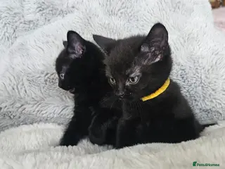 Russian Blue cats Gorgeous pure black kittens / mum is Russian Blue - Advert 1