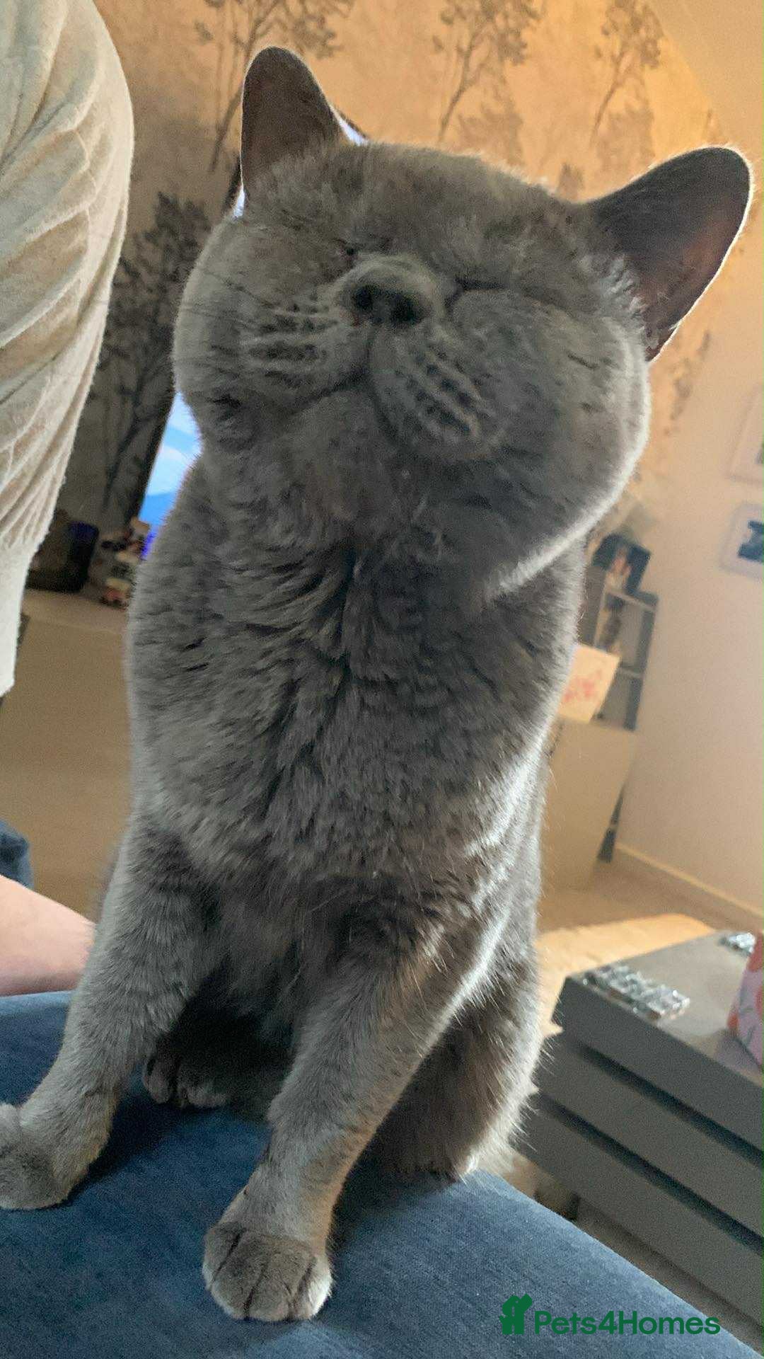 British Shorthair cats 2 year old British short haired female cat - Advert 2