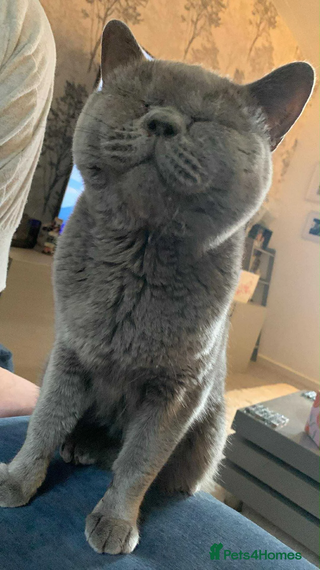 British Shorthair cats for sale: 2 year old British short haired female cat - Advert 1