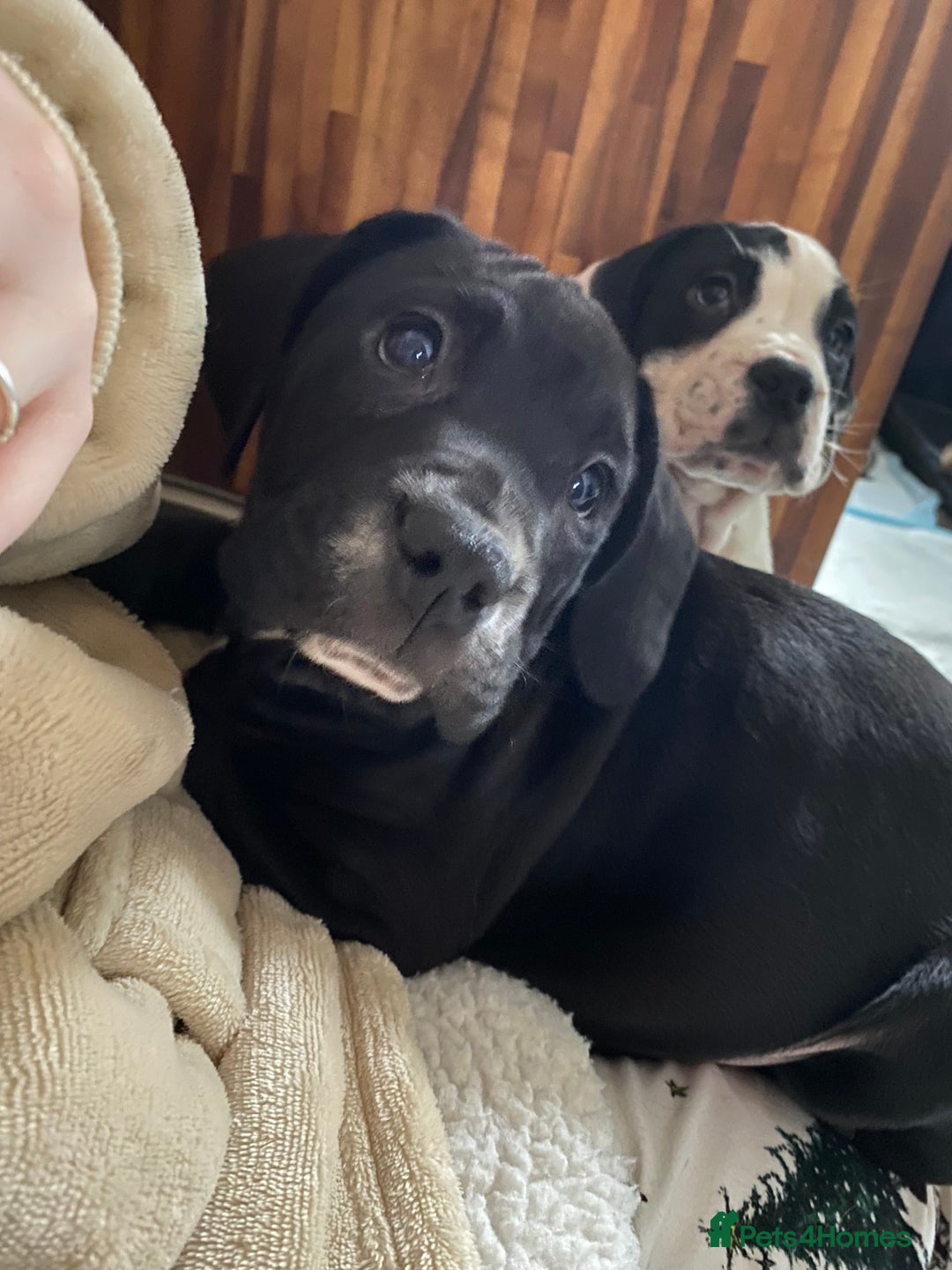 Mixed Breed dogs for sale: Female puppy - 10 weeks old  - Advert 6