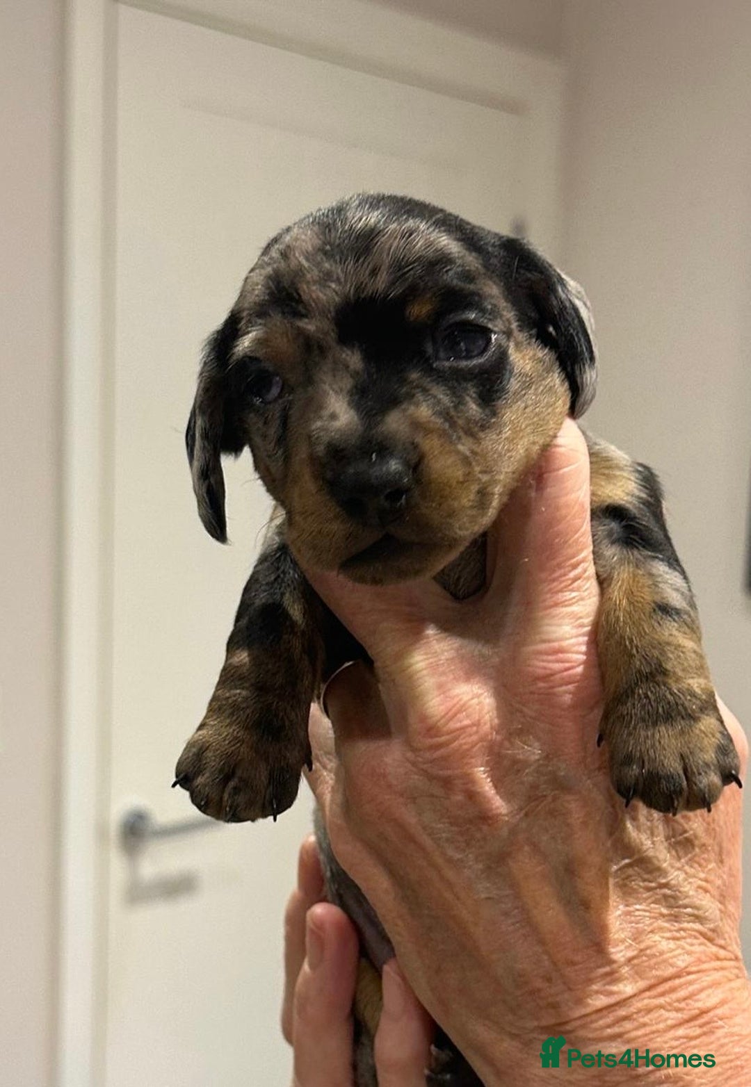 Miniature Dachshund dogs for sale: Miniature Kc registered dachshunds PRA clear  - Advert 14