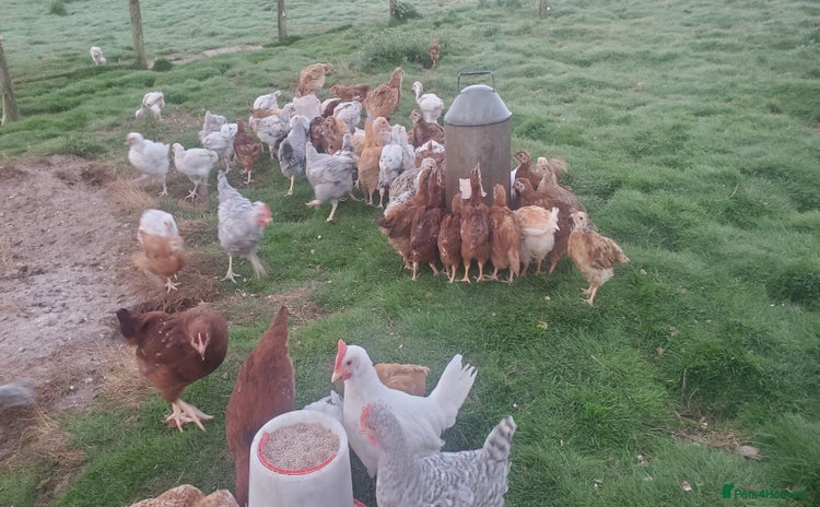 Chickens poultry - Advert 4