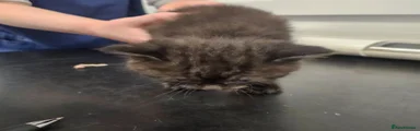 Persian Kitten 1