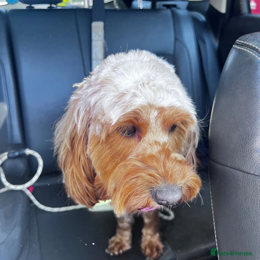 Cockapoo dogs for sale: Cockapoo 2 years old - Advert 4