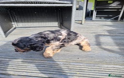 Cockapoo dogs for sale: READY TO LEAVE NOW😍😍😍 - Image 6