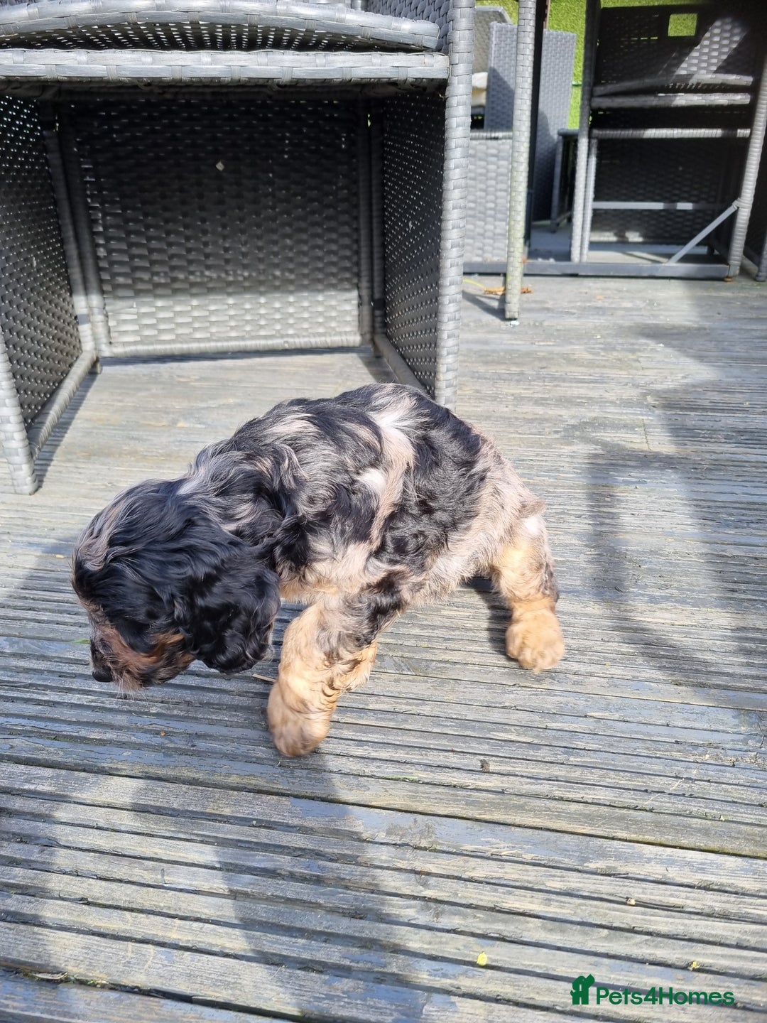 Cockapoo dogs for sale: READY TO LEAVE NOW😍😍😍 - Image 6