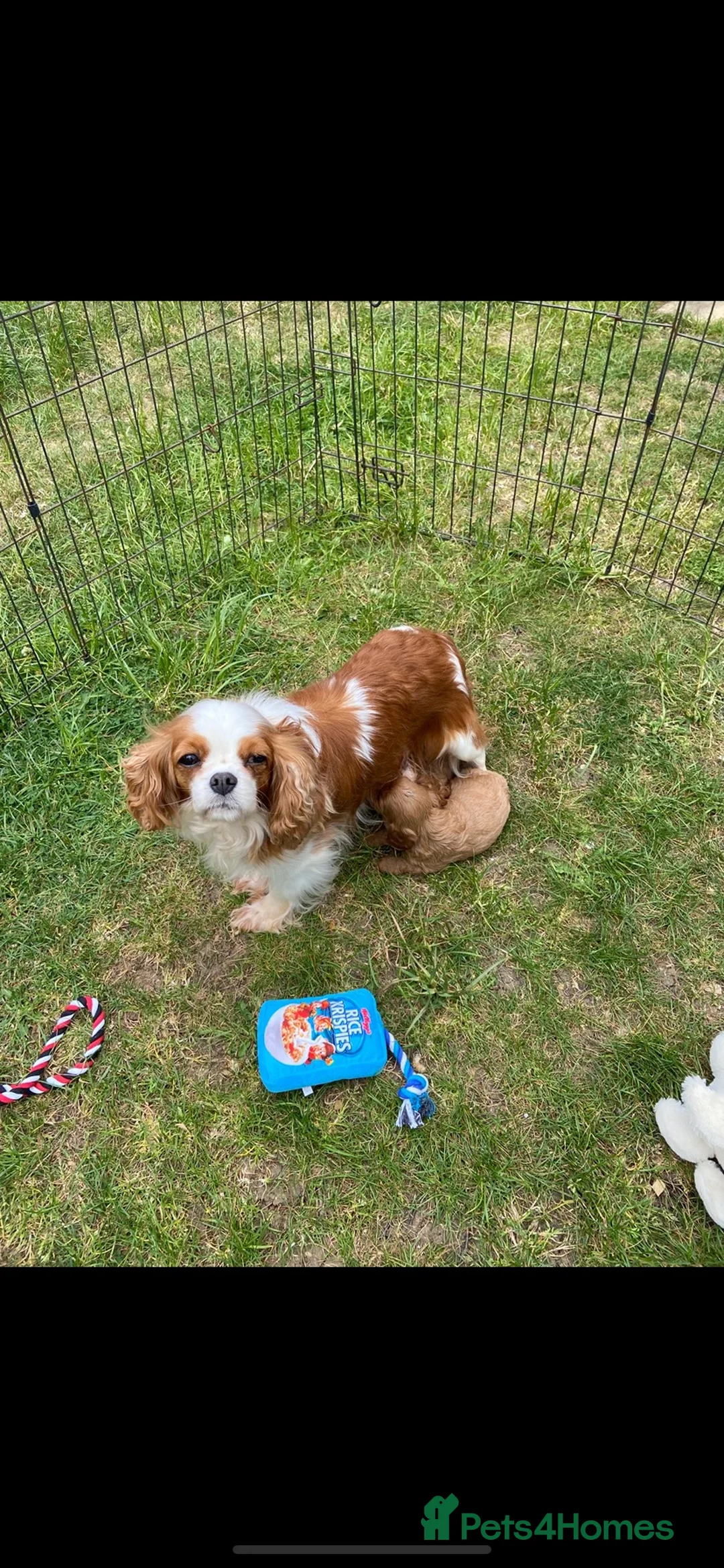 Cavapoo dogs for sale: Cavapoo pups from HEALTH TESTED KC parents in Ashford - Advert 2