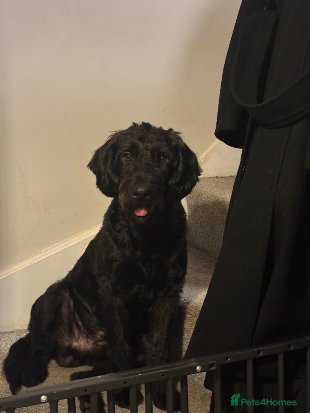 Labradoodle dogs for stud: Stunning black mini labradoodle for Stud  - Advert 1