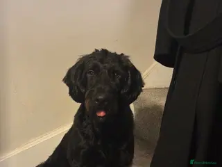 Labradoodle dogs Stunning black mini labradoodle for Stud - Advert 1