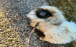 Pekingese dogs for sale: Loving playful pekingese boy Bowie  - Image 2