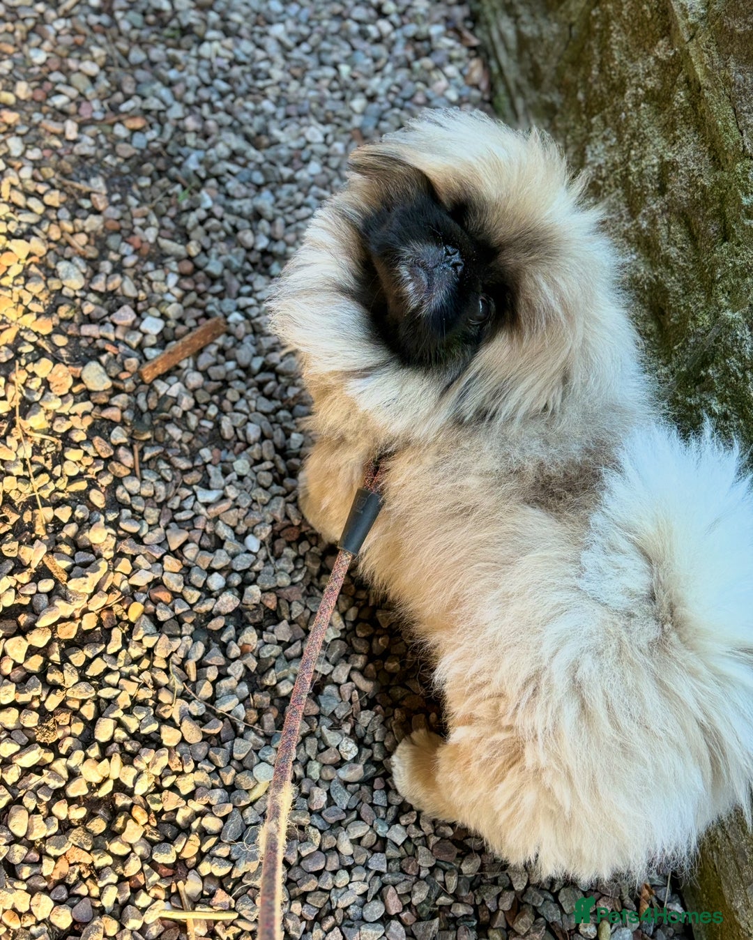 Pekingese dogs for sale: Loving playful pekingese boy Bowie  - Image 2