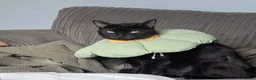 Domestic Shorthair cats for adoption: Cleo, stunning 2 year old girl  - Advert 2
